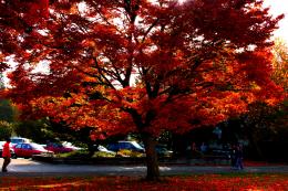 Red Tree Picture